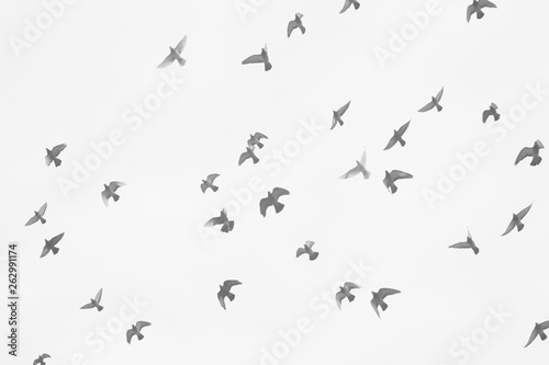 flying, birds, sky, bird, flock, flight, fly, blue, nature © Alesia Soma