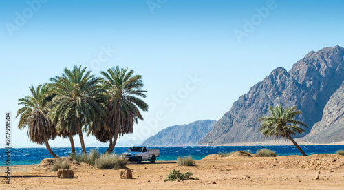 car under the palm trees on the Red Sea in Egypt
