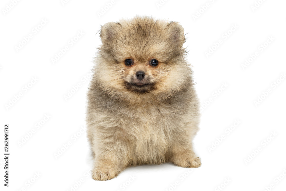 Little puppy Pomeranian Spitz Little puppy Pomeranian Spitz