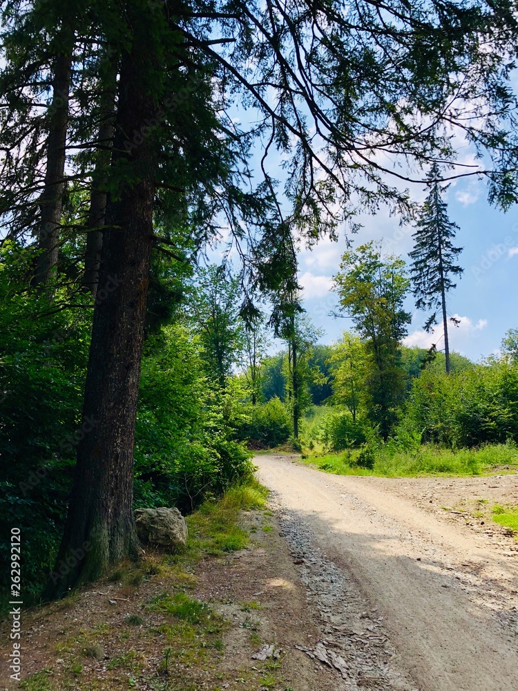 Obraz premium Forest path