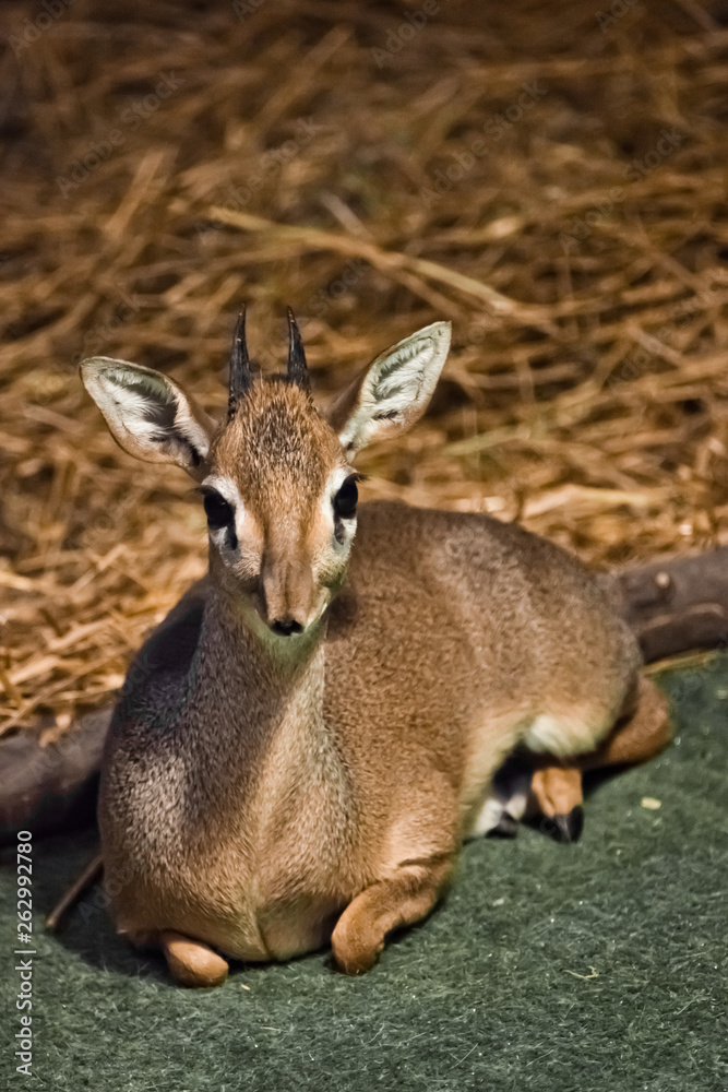 Antelope lies (dik-dik). dwarf antelope dik dik from central africa, Antelope lies (dik-dik). dwarf antelope dik dik from central africa,