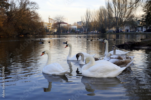 Swans. The pond in the Park. At sunset