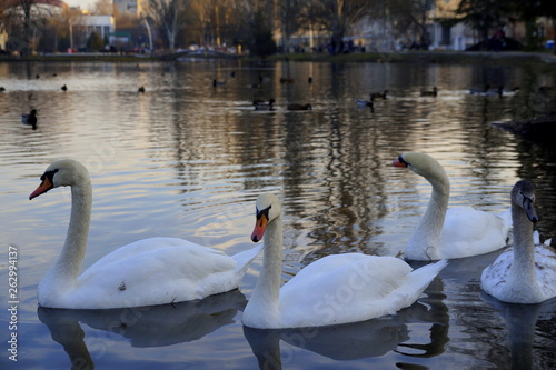 Swans. The pond in the Park. At sunset