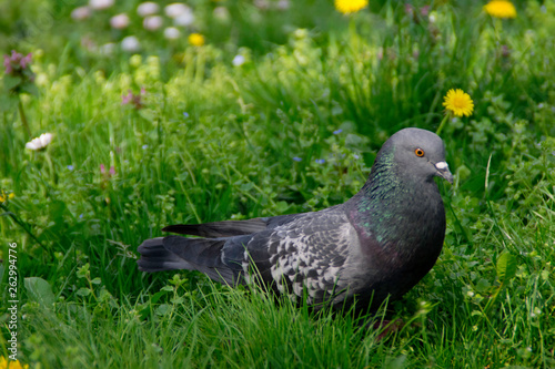 Pigeon in a green grass © Natasa