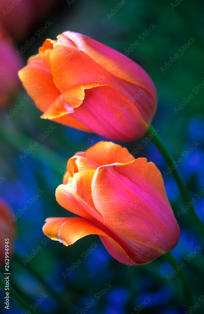 Tulipa 'Dordogne' in a spring garden Tulipa 'Dordogne' in a spring garden