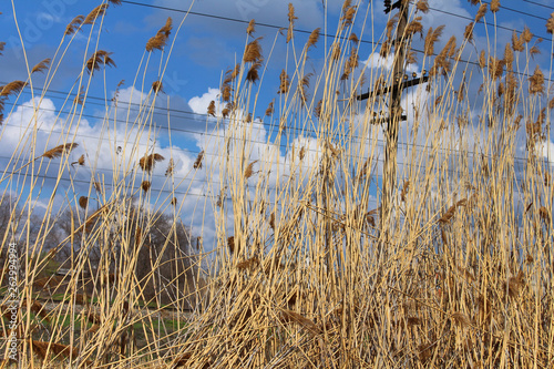 reed against the blue sky