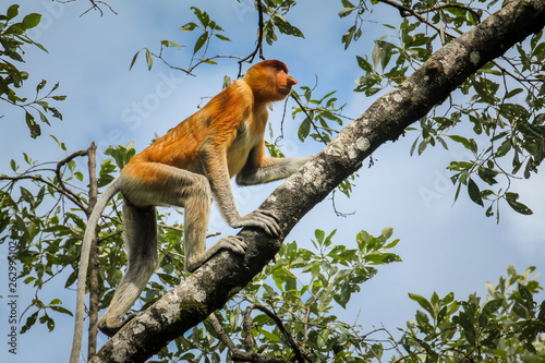 The rare and beautiful single proboscis monkey with it's unique long nose clambering up a branch at Bako National Park, Borneo © Wise Dog Studios