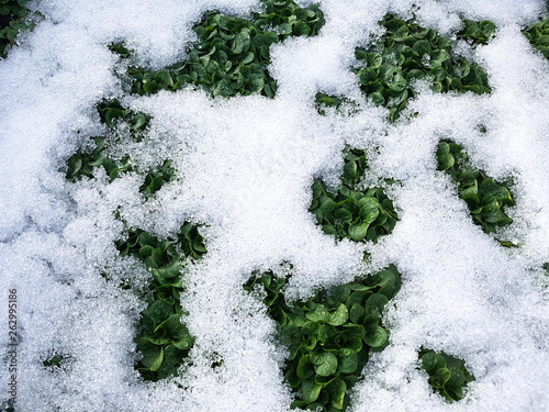 Feldsalat; Valerianella; locusta, Winter photo