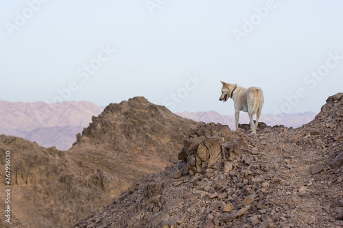 white dog back to camera walking highland bare wilderness mountain environment local desert dry scenic landscape 