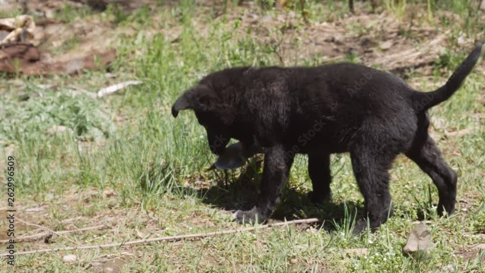 cute black puppy is played with a cloth on the grass cute black puppy is played with a cloth on the grass