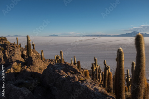 The worlds largest salt flat, Bolivia, South America, Salar de Uyuni seen from the unique cactus island called Incahuasi island shot against a bright blue sky