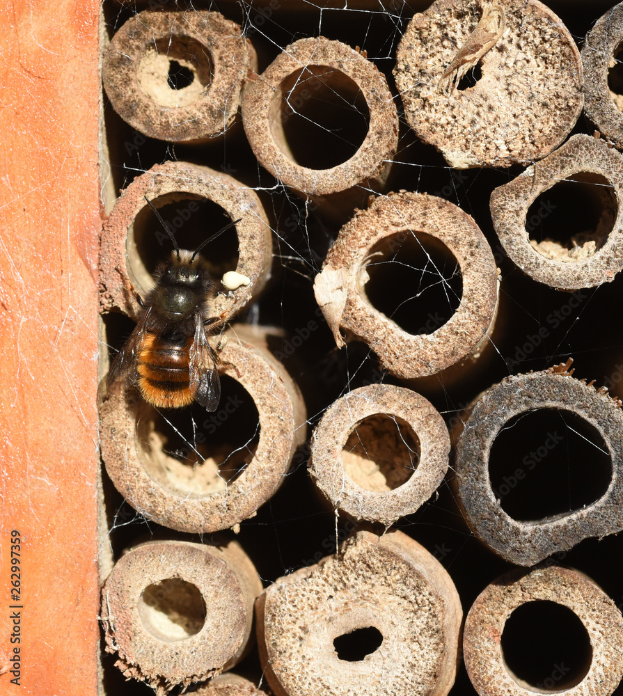 Foto de Wildbiene, Loecherbiene, Insektenhotel do Stock Adobe Stock