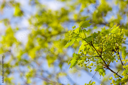 Maple trees leaves nature awakening life spring