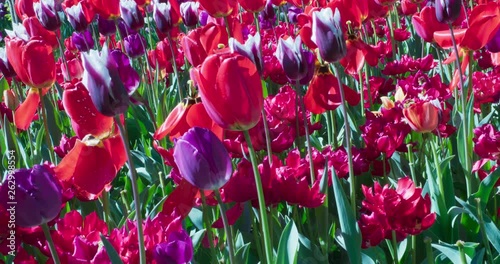 Sea of tulips, Pralormo, Italy.  Filmed on Panasonic Cinematic Camera photo