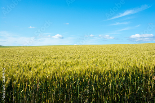 夏の麦畑と青空