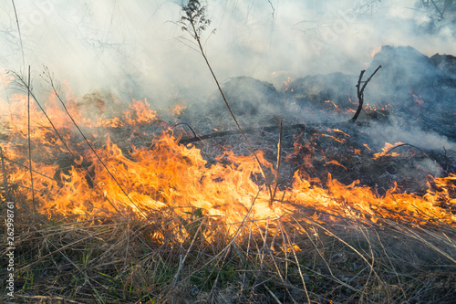 Big fire in the dry grass field, flame close-up photo, nature danger concept