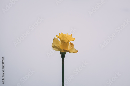 Daffodil in the Snow