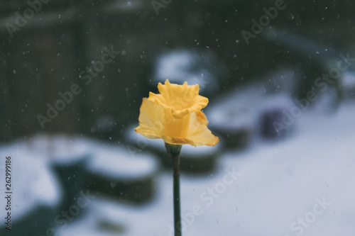 Daffodil in Winter
