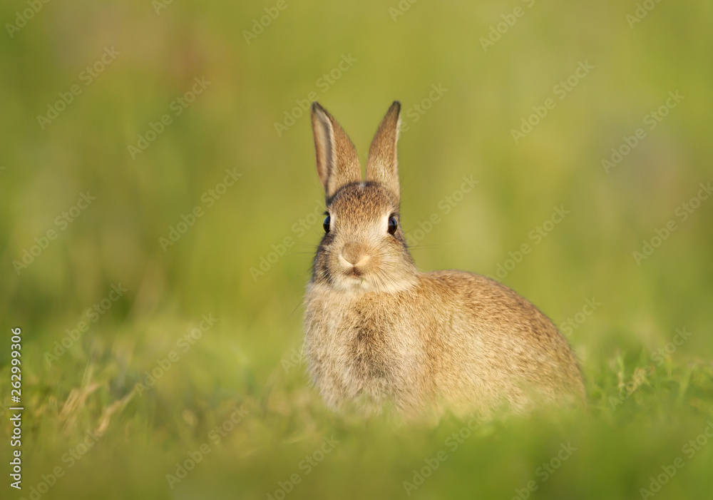 Fototapeta premium Close up of European Rabbit sitting in the grass