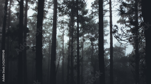 Misty Forest
