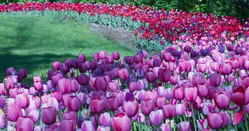 Pink tulips, Pralormo, Italy.  Filmed on Panasonic Cinematic Camera photo