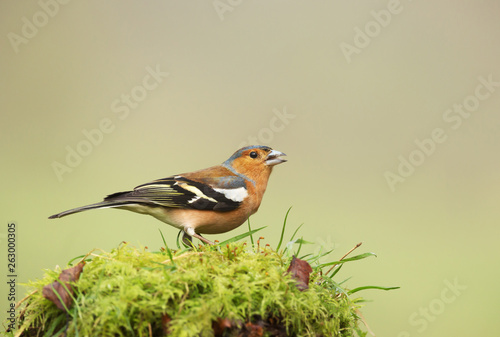 Common Chaffinch perched on a mossy tree trunk