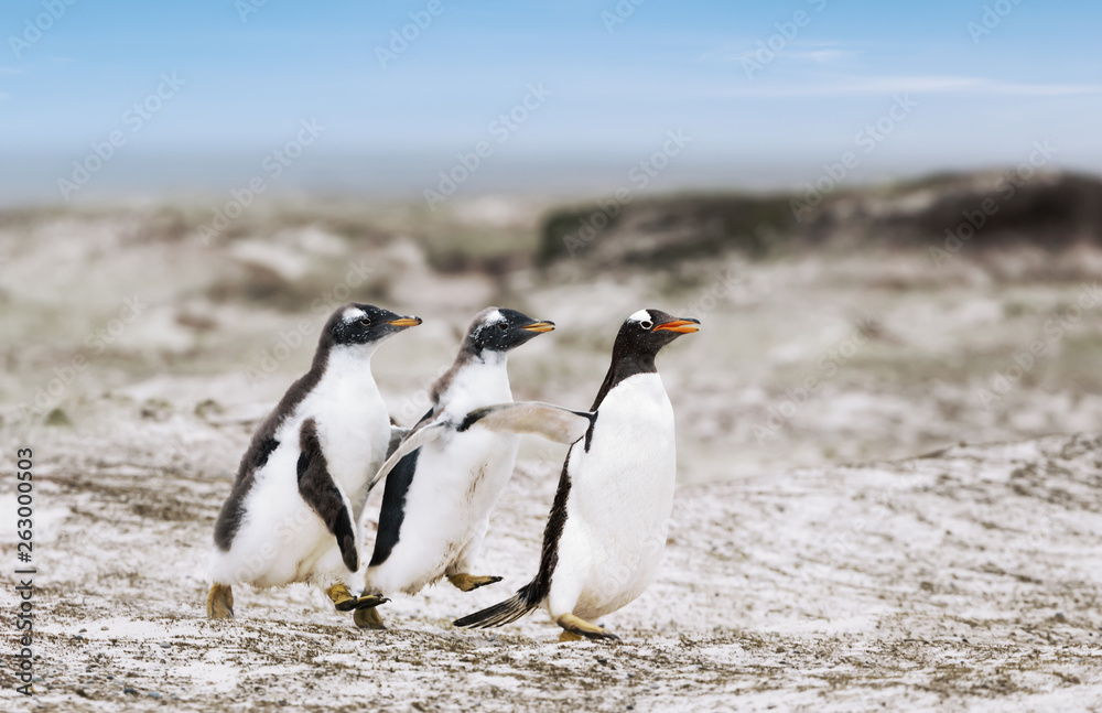 Obraz premium Gentoo penguin chicks chasing after the parent to be fed