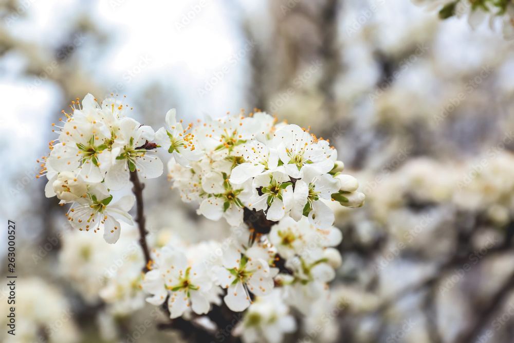 Beautiful blossoming tree branch outdoors Beautiful blossoming tree branch outdoors