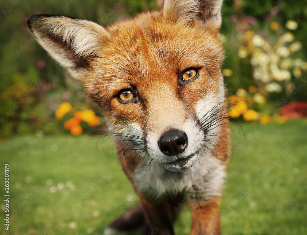 Fototapeta premium Close up of a red fox in summer