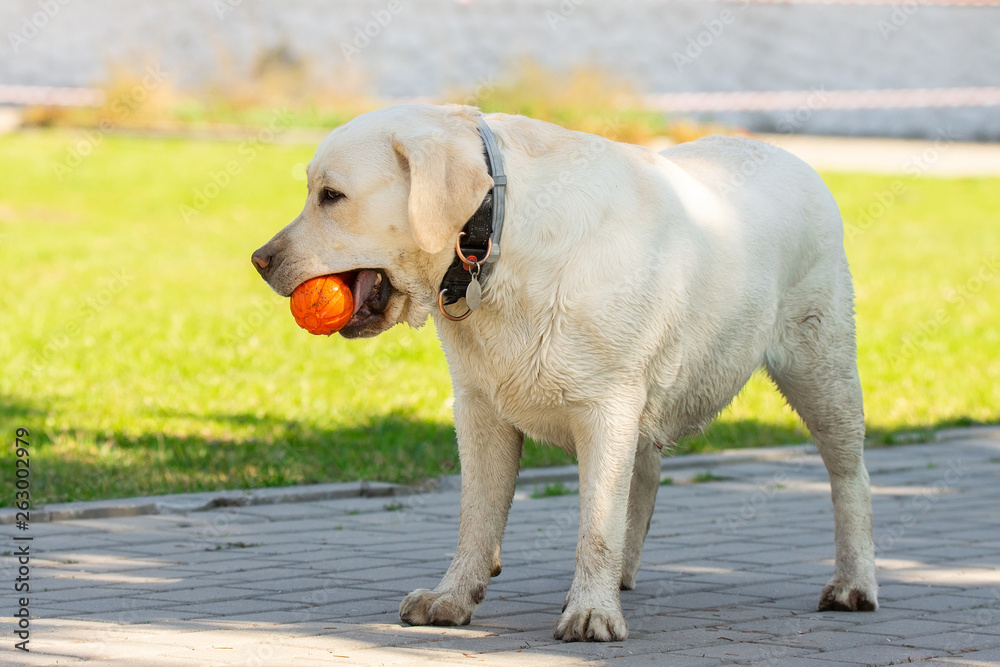 labrador retriever dog with ball labrador retriever dog with ball