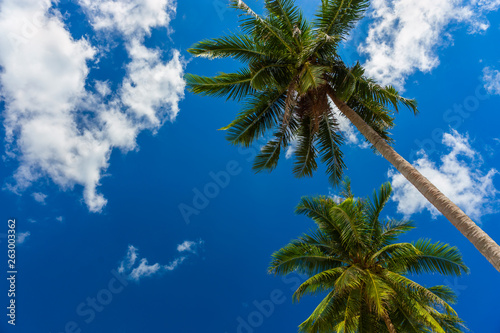 Branches of coconut palms under blue sky and clouds