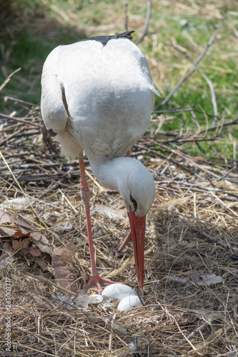 stork in the nest, with eggs. Veterinary 