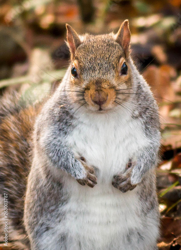 squirrel eating nut © Bryan