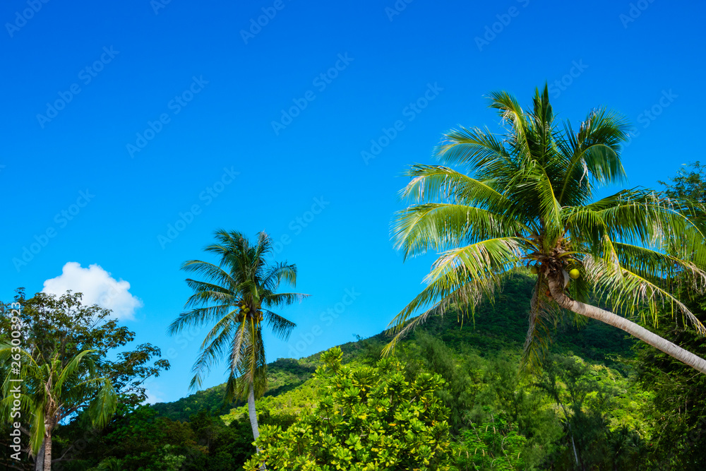 Topical beach and coconut palm trees Topical beach and coconut palm trees