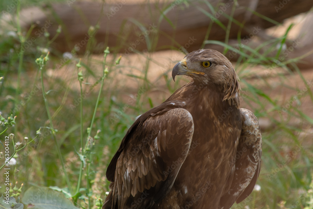 Steppe Eagle (Aquila nipalensis) standing on the ground showing off its sharp beak and yellow eyes in the Al Ain Zoo, UAE. Steppe Eagle (Aquila nipalensis) standing on the ground showing off its sharp beak and yellow eyes in the Al Ain Zoo, UAE.