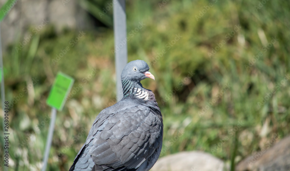 pigeon on a background pigeon on a background