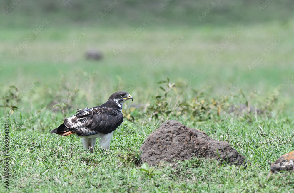 Augur Buzzard Augur Buzzard