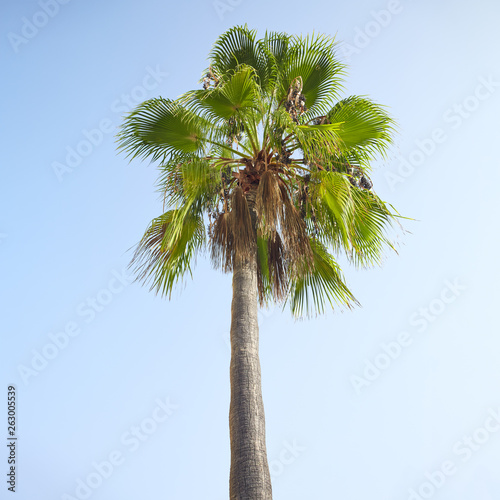 Palm tree under blue sky. Vintage background. Travel card. Sea resort background. Ecology and environment concept.