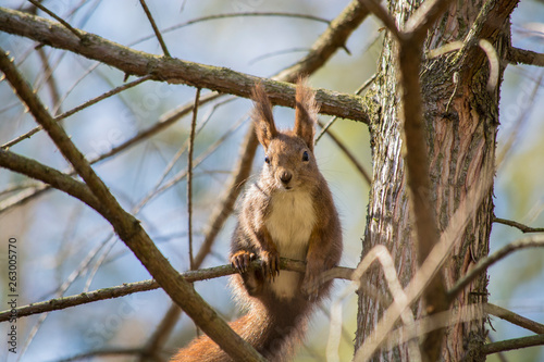 red squirrel on a tree
