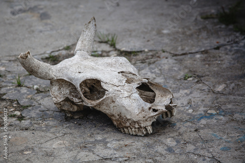 cow skull on cracked stone ground