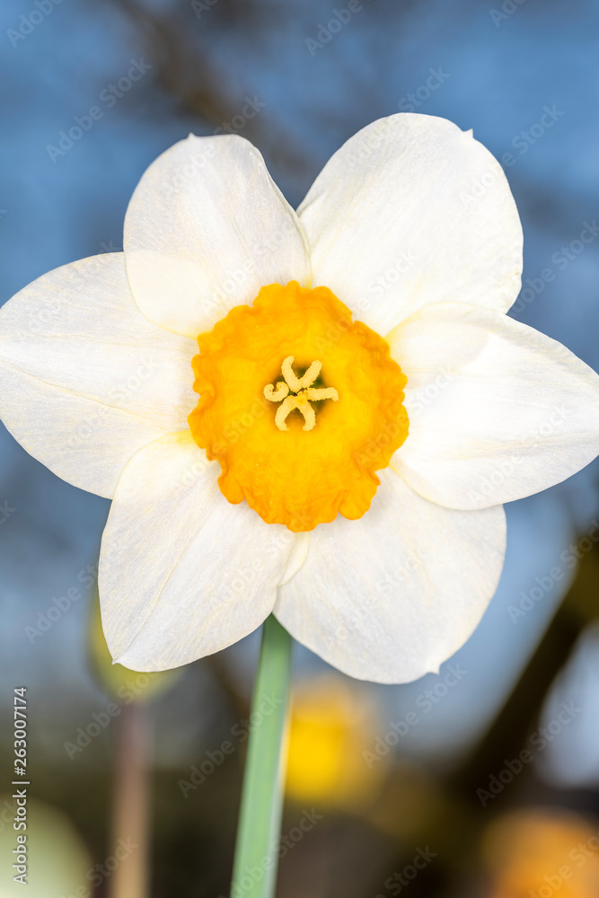 Daffodils - Narcissus pseudonarcissus - in springtime Daffodils - Narcissus pseudonarcissus - in springtime