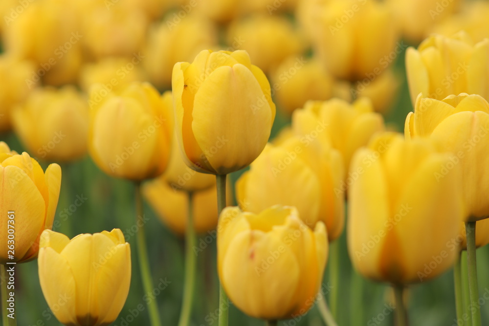 Желтые тюльпаны (yellow Tulip) Желтые тюльпаны (yellow Tulip)
