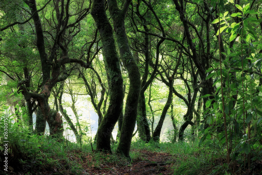 Beautiful green nature view of the UNESCO Laurissilva forest (Laurel forest) in the mountains of Madeira in summer Beautiful green nature view of the UNESCO Laurissilva forest (Laurel forest) in the mountains of Madeira in summer