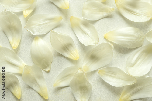 Pattern from tulip petals on white wooden background. Flat lay. Top view.