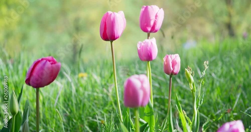 Pink tulips, Pralormo, Italy.  Filmed on Panasonic Cinematic Camera photo