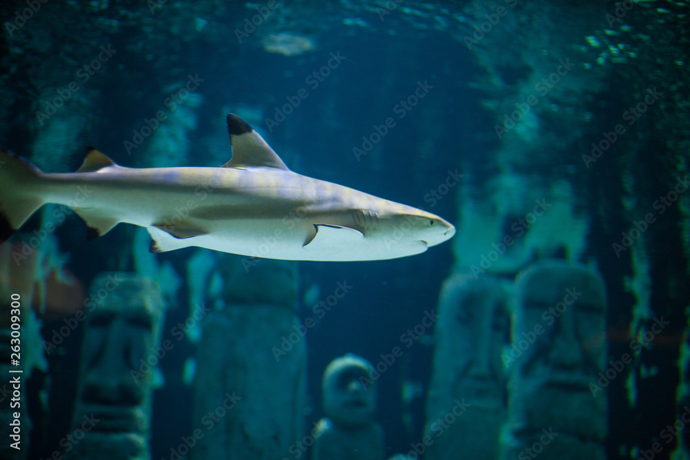 Fototapeta premium Nurse shark swimming along the reef. Shark swimming with other fishes in a fish keeper tank of an aquarium