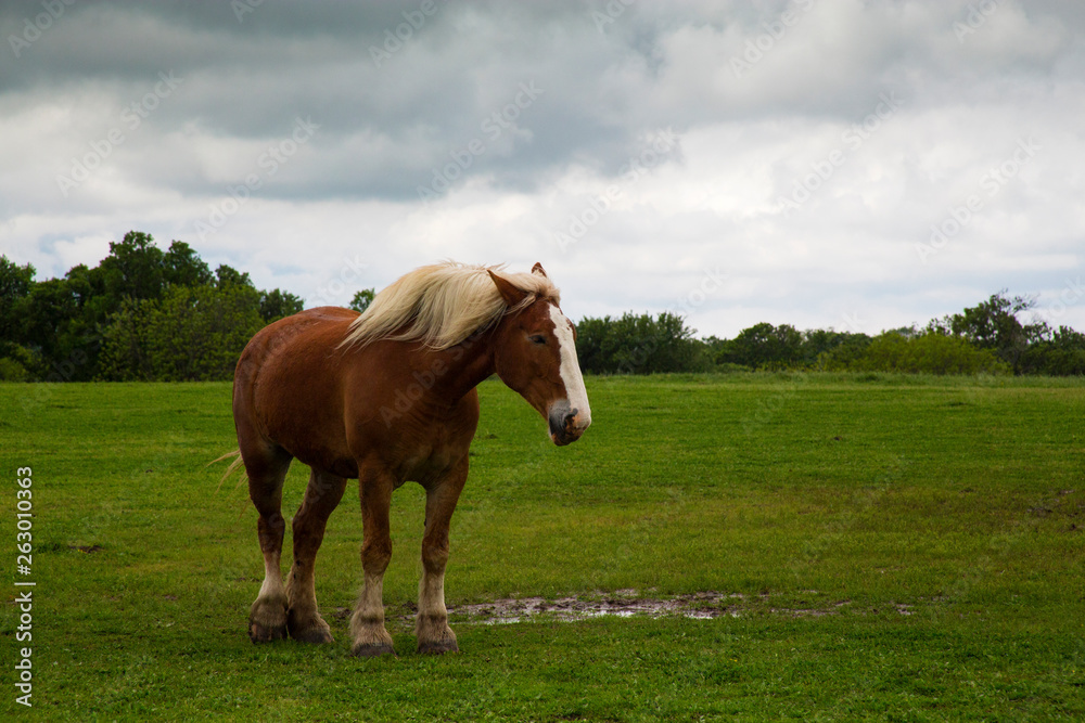 Draft Horses on Mach Road on the Bluebonnet Trail Near Ennis, Texas