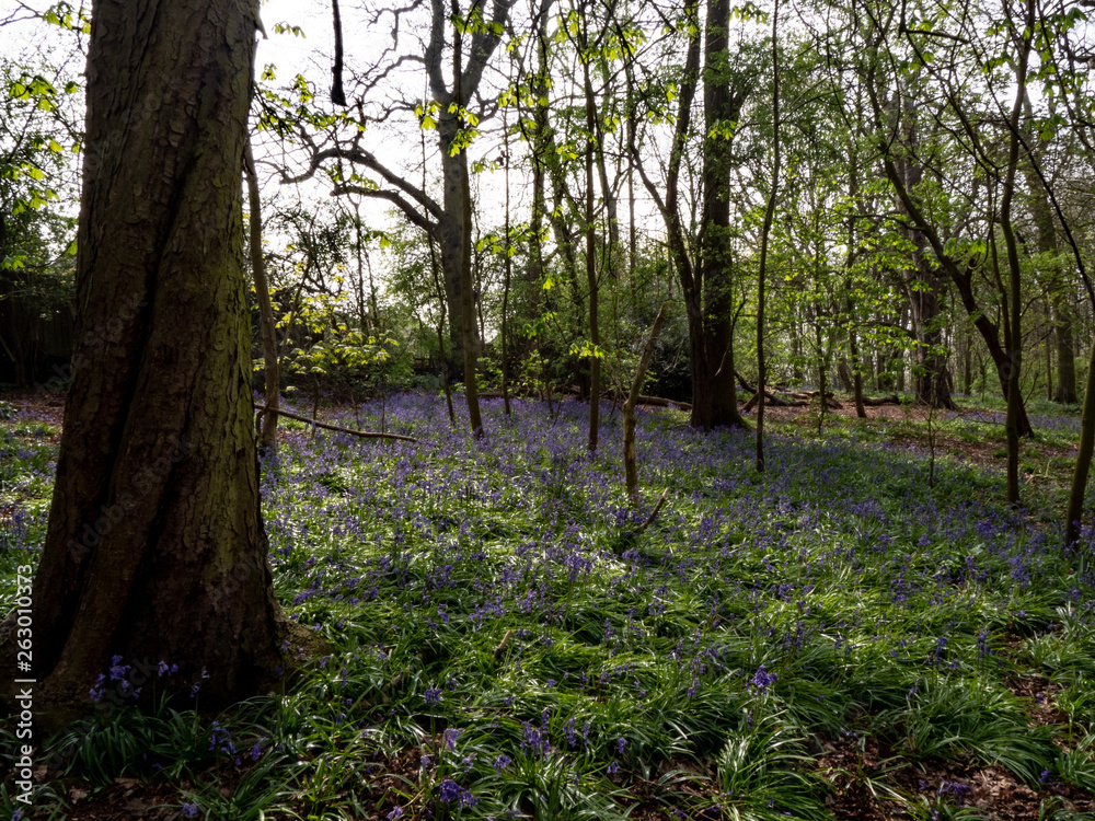 OLYMPUS DIGITAL CAMERA - BLUEBELLS OLYMPUS DIGITAL CAMERA - BLUEBELLS