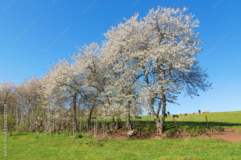 Flowering cherry trees Flowering cherry trees