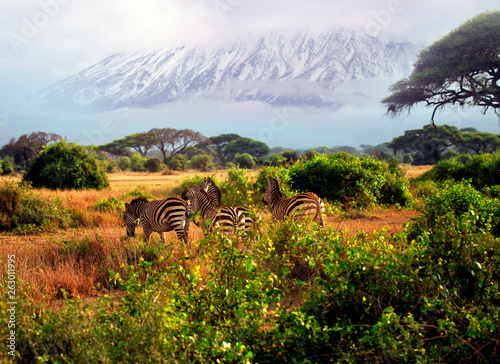 Wild zebras in Tsavo National Park. Kenya photo